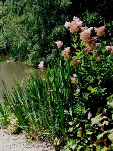 Lakeside flowers
