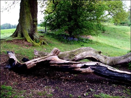 Winter Hill Cookham - a fallen tree