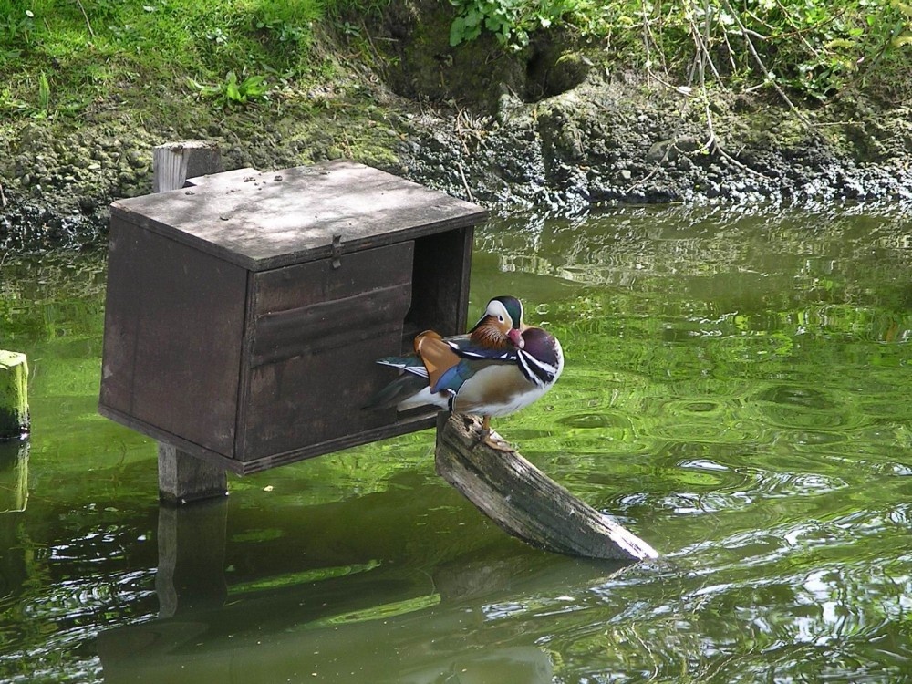 Wild Fowl Park. Washington, Tyne & Wear.