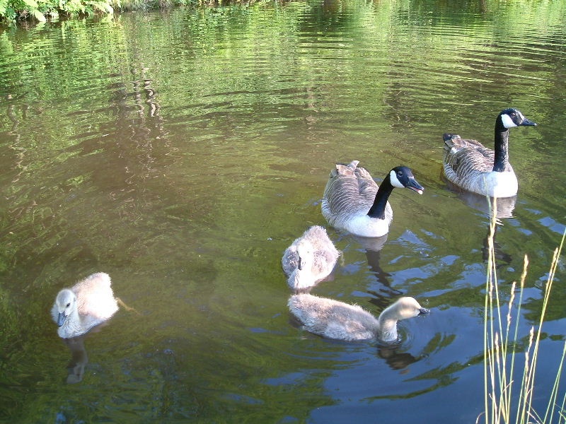 Geese family on canal in Mossley