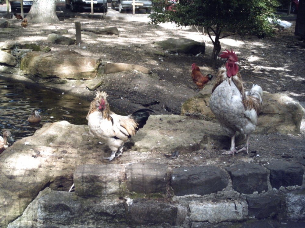 Chickens At Pets Cornere, Jesmond
