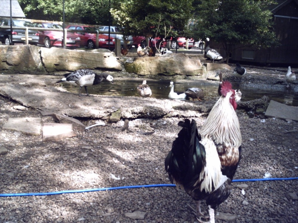 Ducks And Hens At Pets Corner, Jesmond, Newcastle Upon Tyne, Tyne And Wear