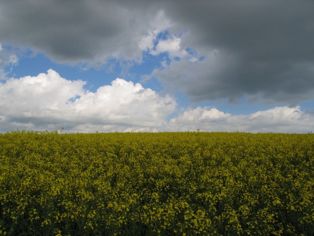 Dramatic clouds moving in over yellow rape. Near Abbotsbury, Dorset