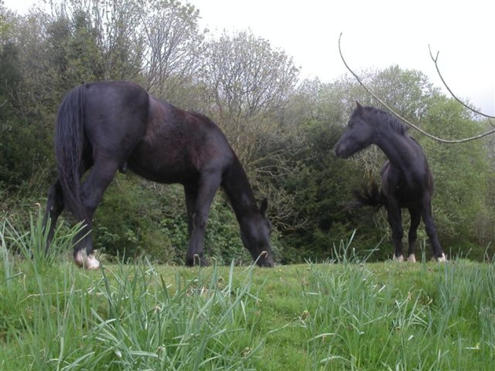 Black Horses. The Blackdown hills in Somerset photo by Pat Trout