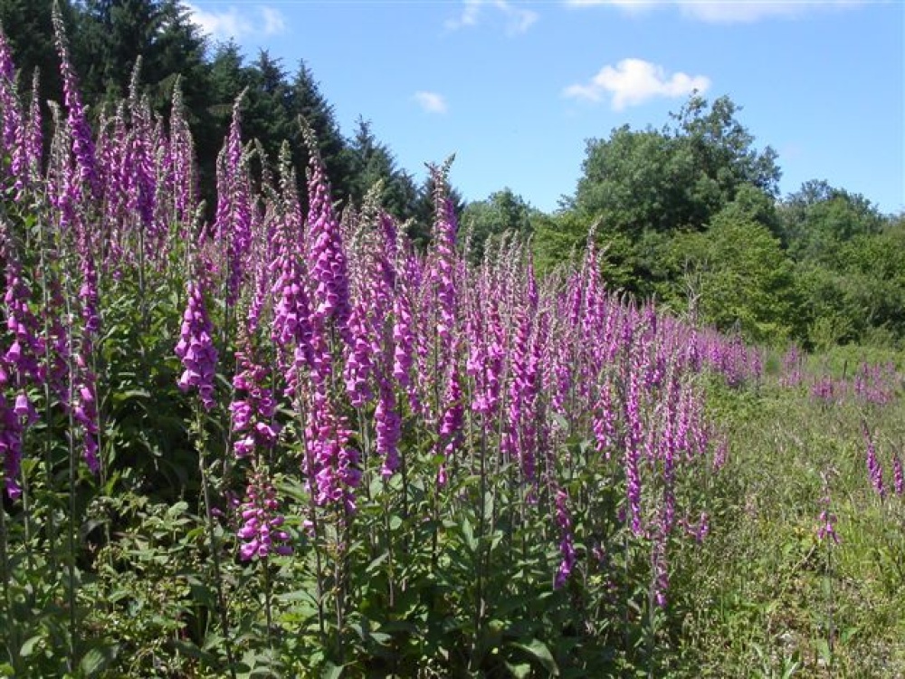 Foxgloves at Otterhead. The Blackdown hills in Somerset photo by Pat Trout