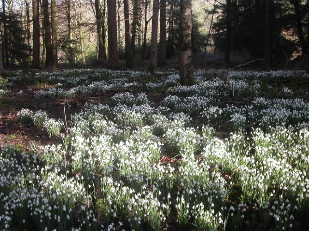 Snowdrops. The Blackdown hills in Somerset photo by Pat Trout