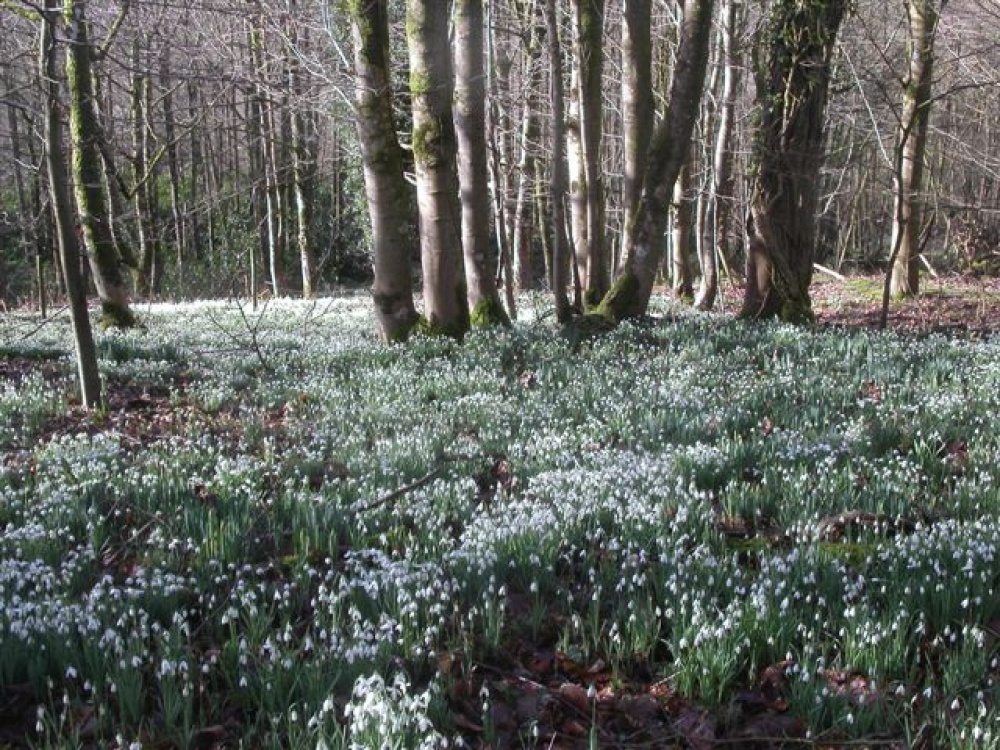 Snowdrops at Otterhead. The Blackdown hills in the county of Somerset, England photo by Pat Trout