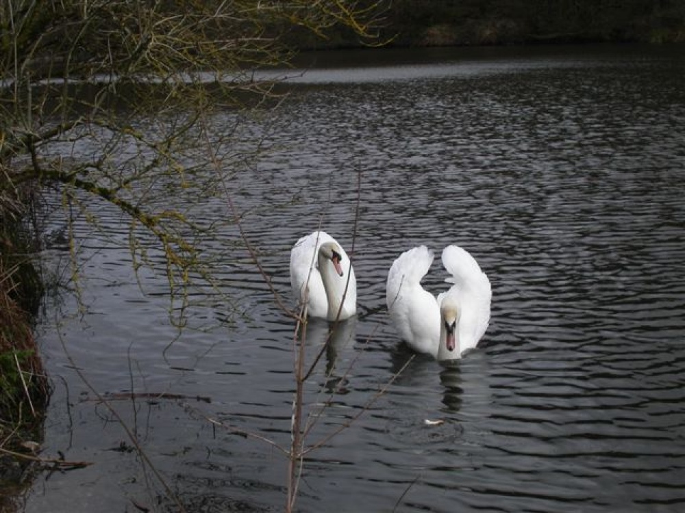 Swans at Otterhead Lake. The Blackdown hills in Somerset