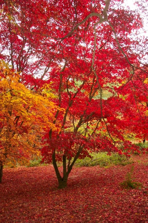Winkworth Arboretum, near Godalming, Surrey