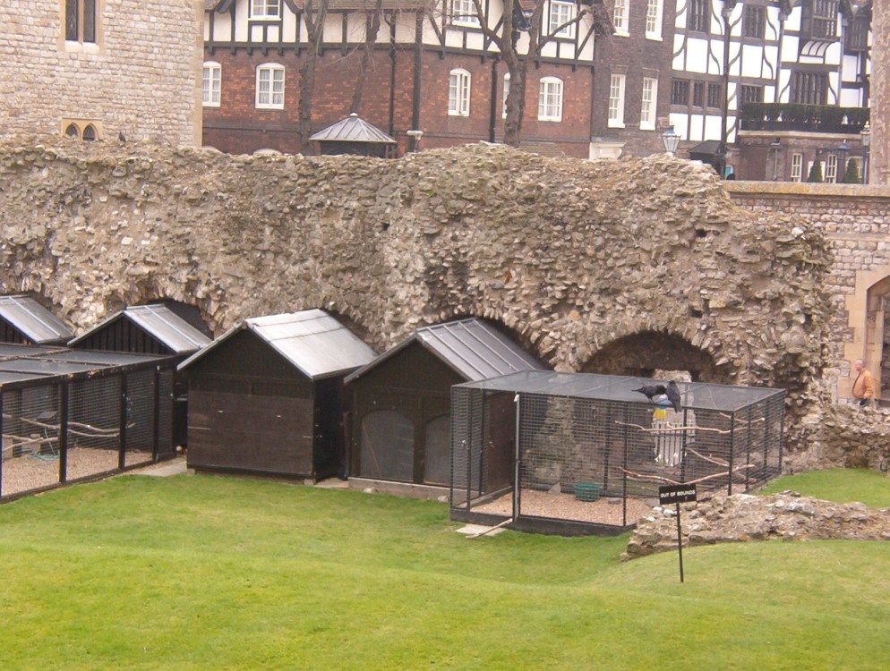 the ravens at The Tower of London, March 18, 2005