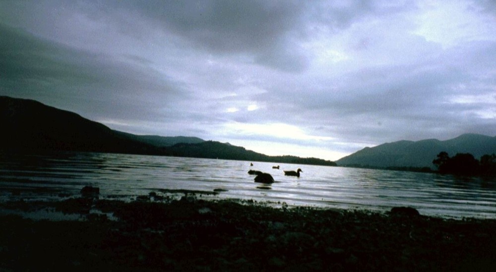 Ducks at Lake Windermere