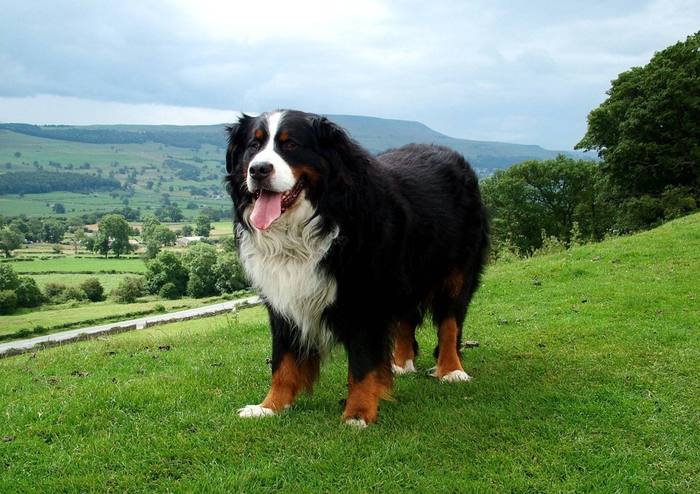Ben Bernese Mountain Dog, Leyburn Shawl, Yorkshire dales