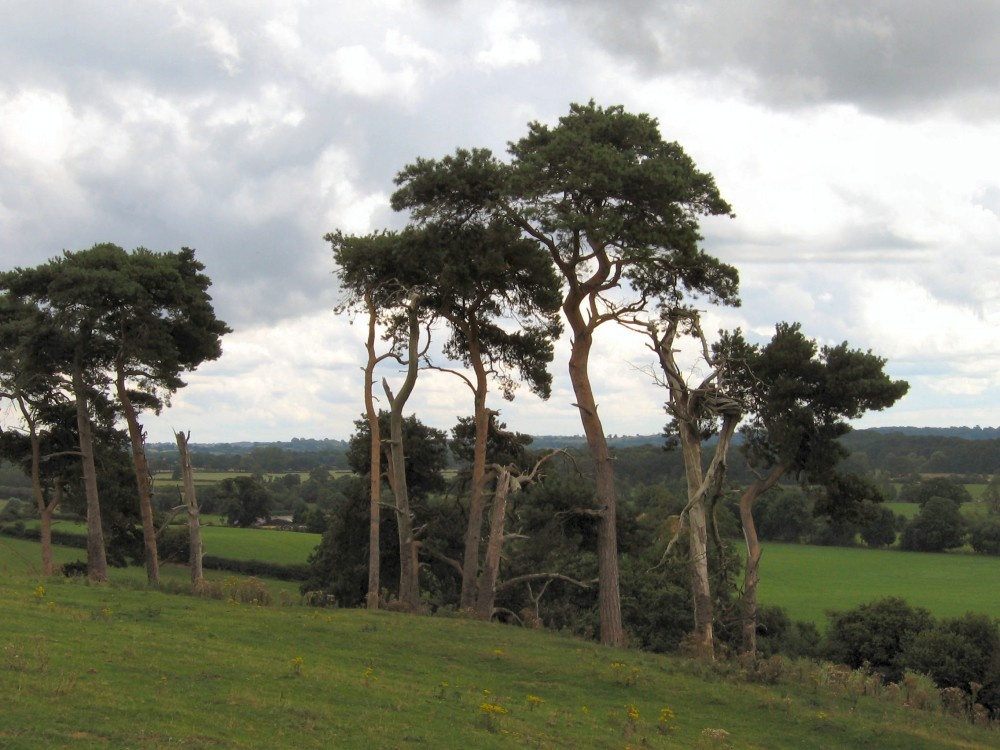 View of the Staffordshire countryside with a grove of Scotts Pines in the foreground.