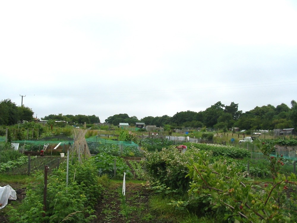 Garden allotments at Louth.