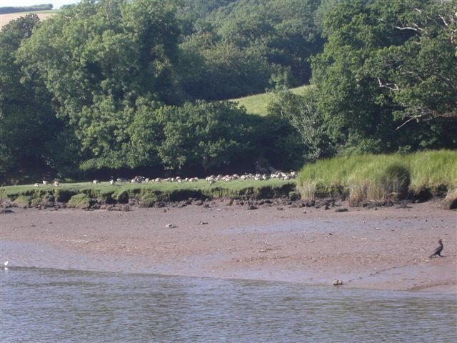 Dartmouth, Devon. The River Dart