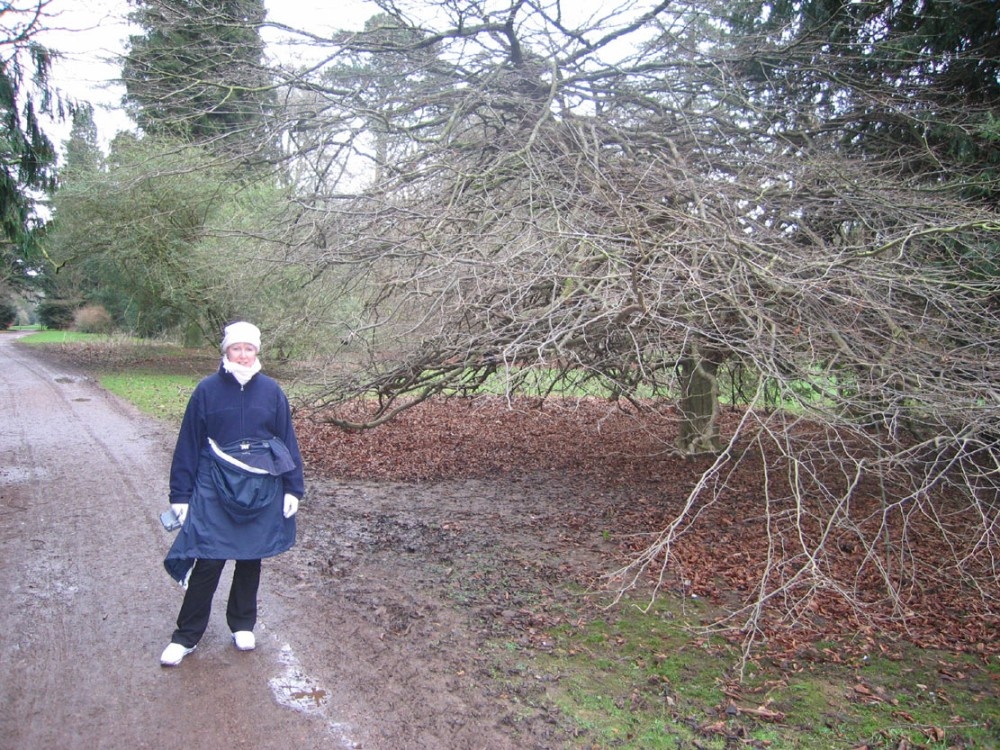 Westonbirt Arboretum. Winter Jan 2005