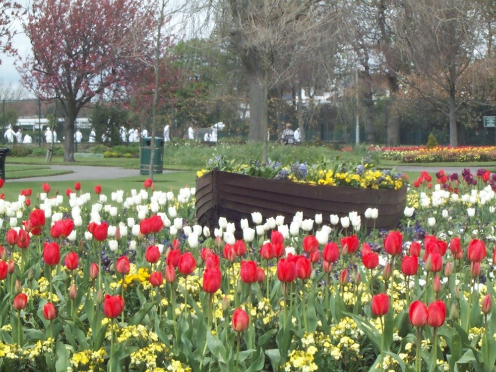 Boat on a sea of Tulips. Beach House Park - Worthing photo by Tony Coppin