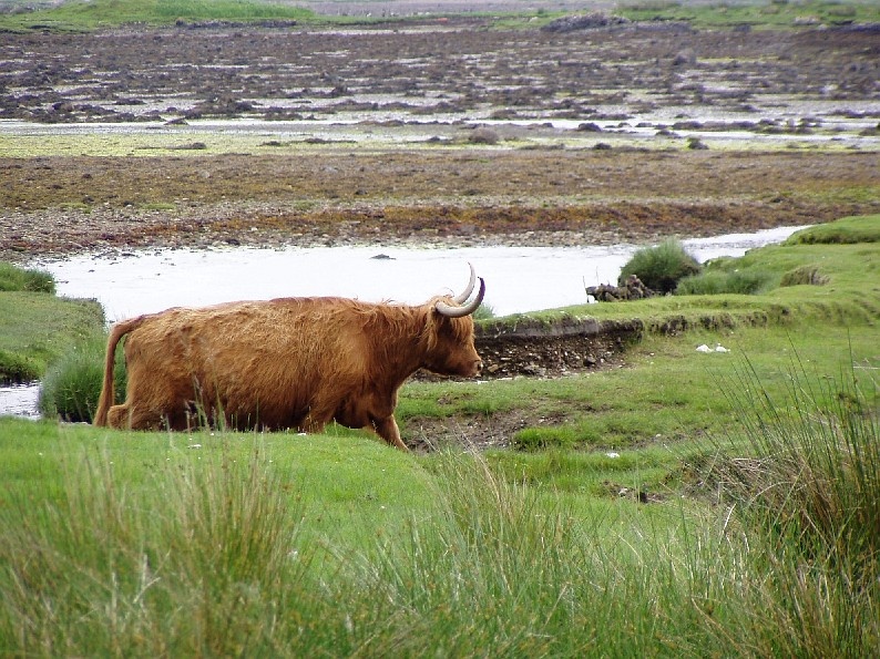 Highland cattle on Mull
