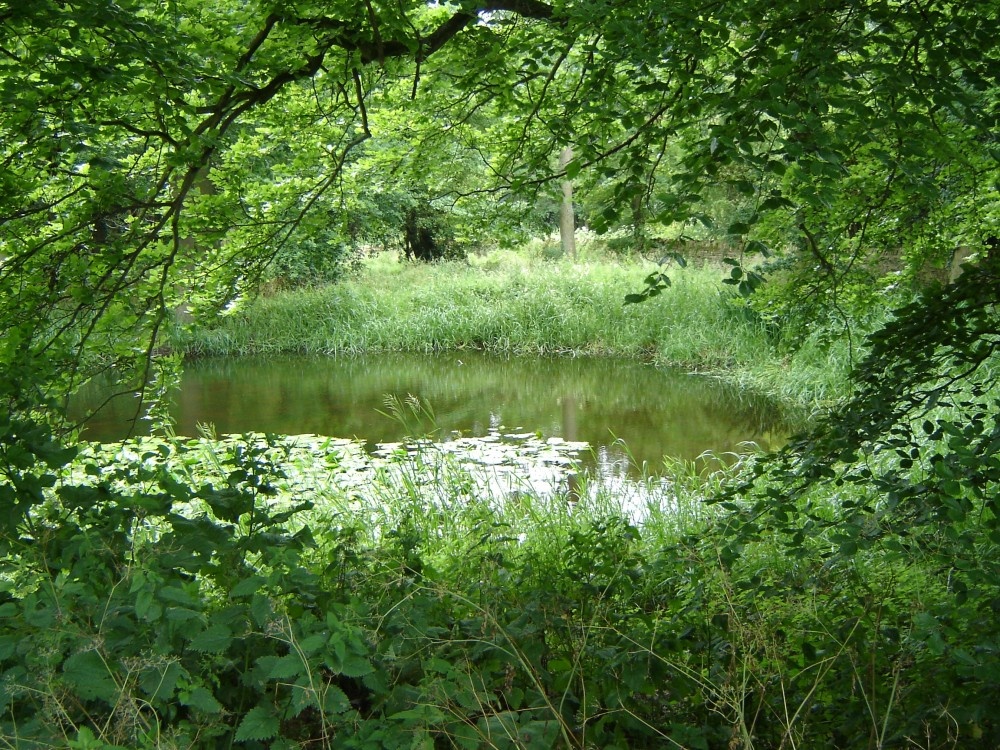 Pond in the Cotswolds, Oxfordshire