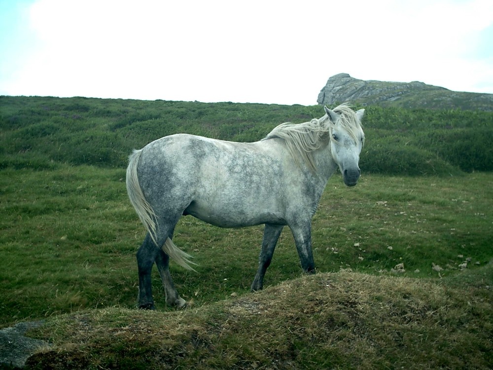 Beautiful horse in South England