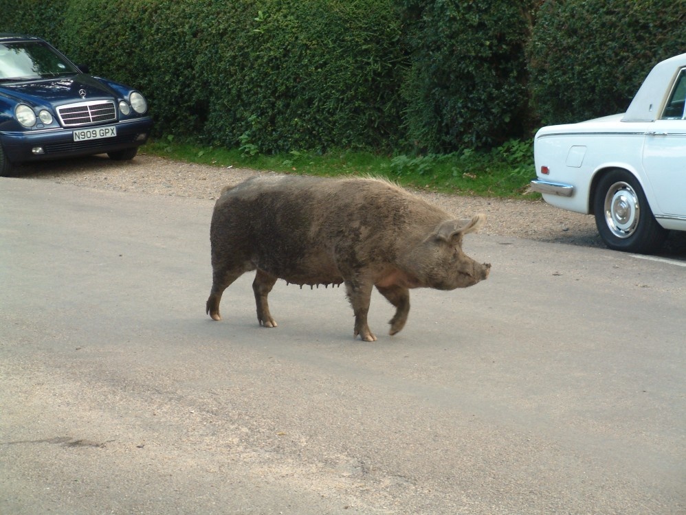 Pig at Fritham in the New Forest
