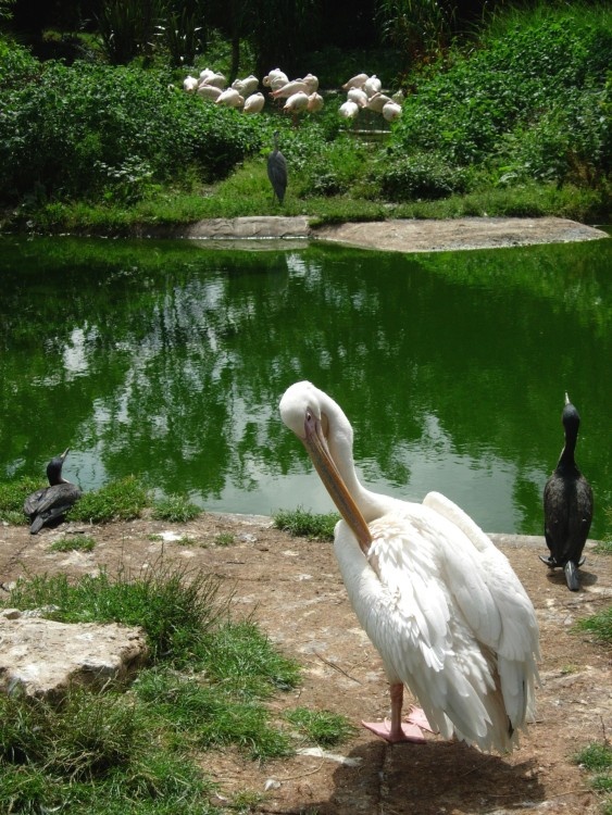 Pelican, London Zoo