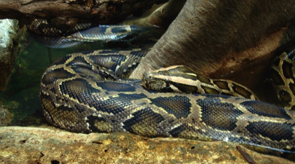 Snake, London Zoo