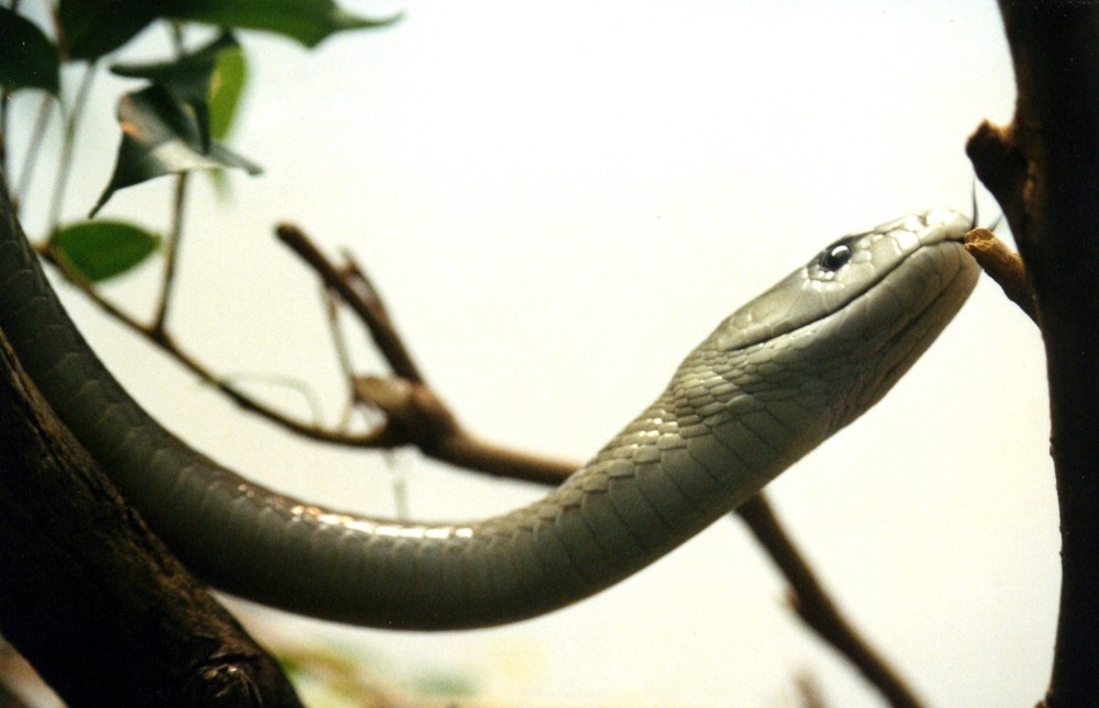 Snake, London Zoo photo by Øyvin Dybsand