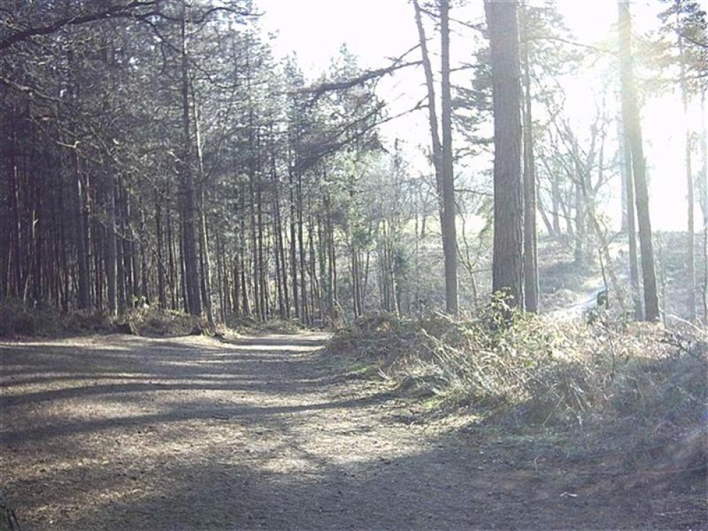 Delamere Forest, Nr Tarporley, Cheshire