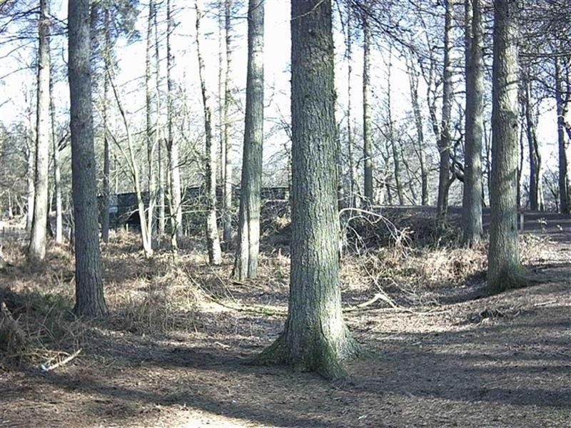 Delamere Forest, Nr Tarporley, Cheshire