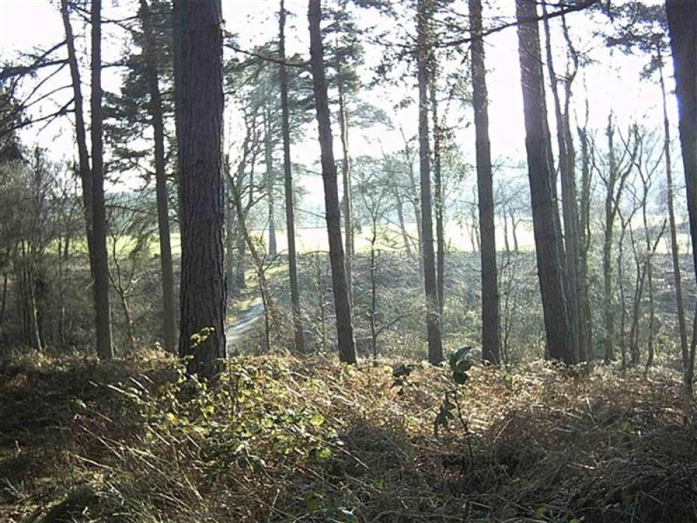 Delamere Forest, Nr Tarporley, Cheshire