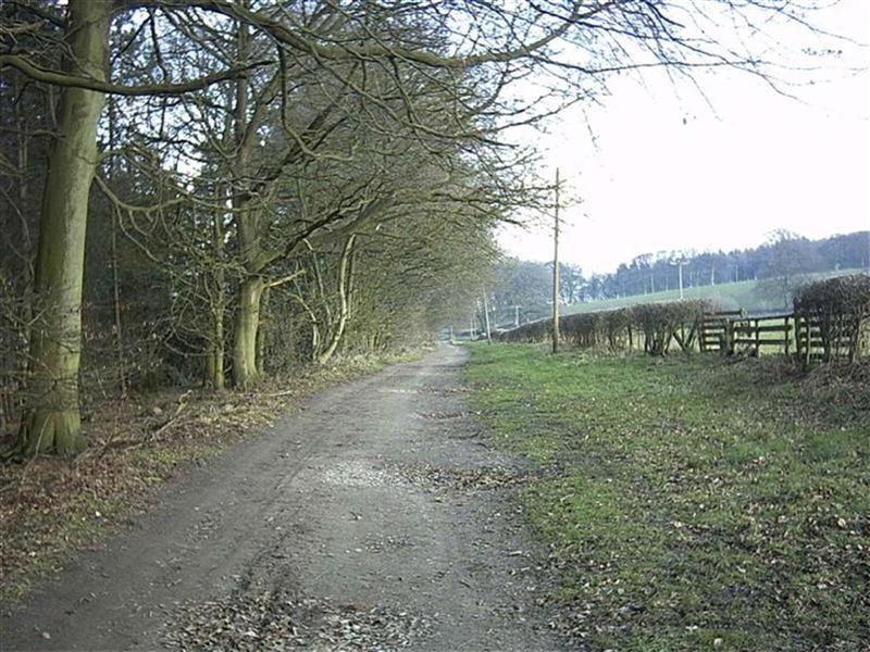 Delamere Forest, Nr Tarporley, Cheshire