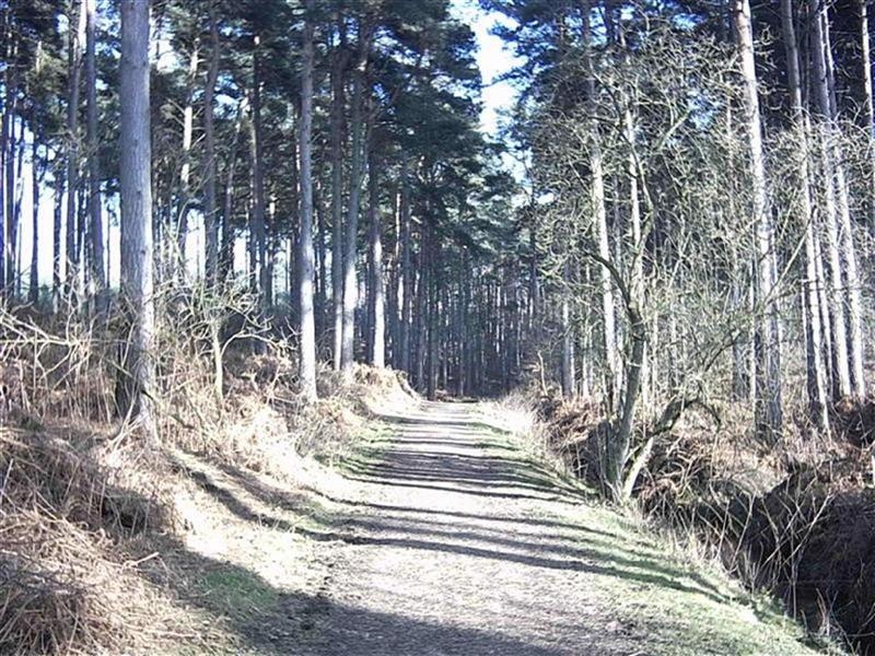 Delamere Forest, Nr Tarporley, Cheshire