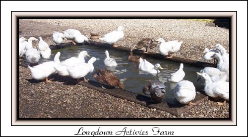 Attraction in the New Forest for children of all ages. 
The Ducks at Longdown Activity farm.