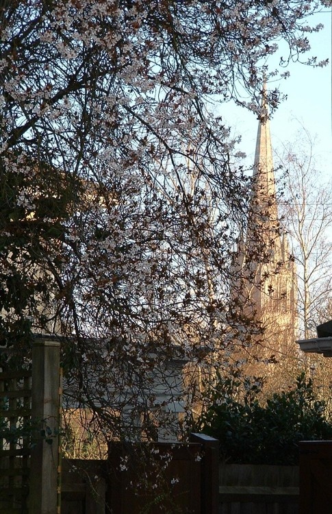 Salisbury Cathedral from a secret garden