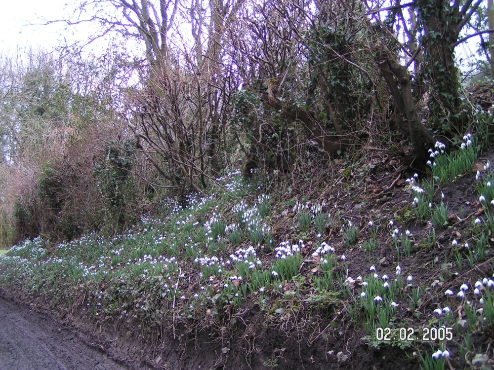 Snowdrops in Turville, Buckinghamshire