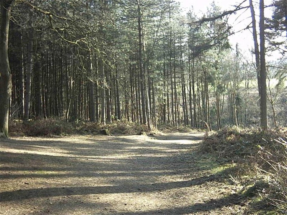 Delamere Forest photo by Derek Nash