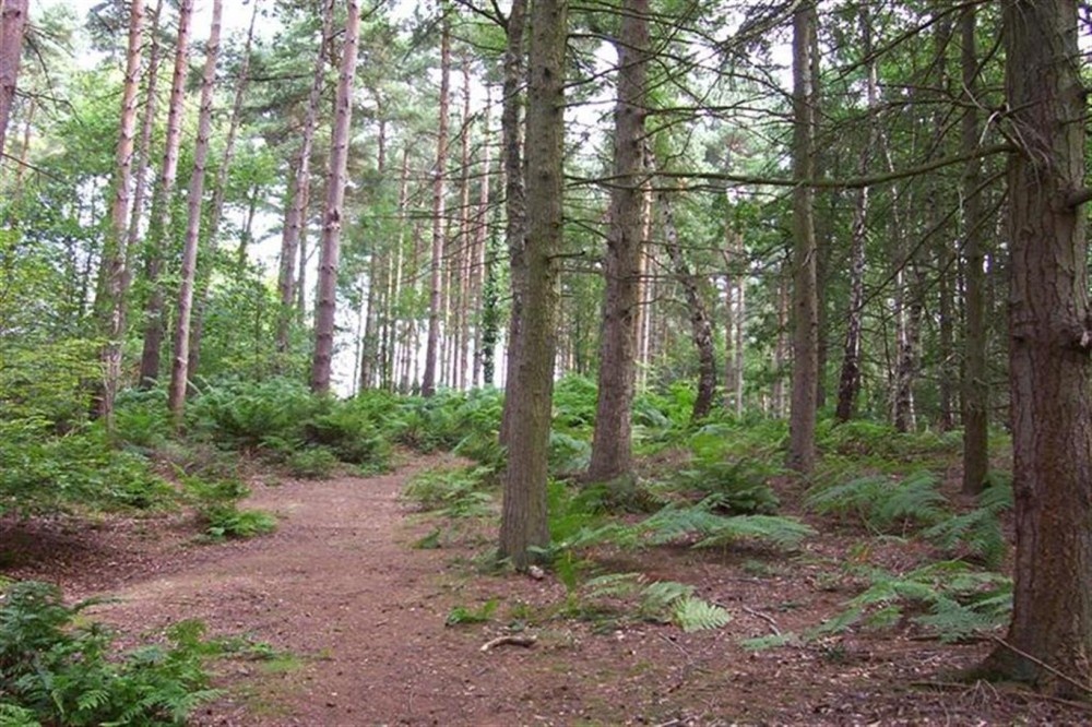 Delamere Forest Park, Cheshire photo by Derek Nash