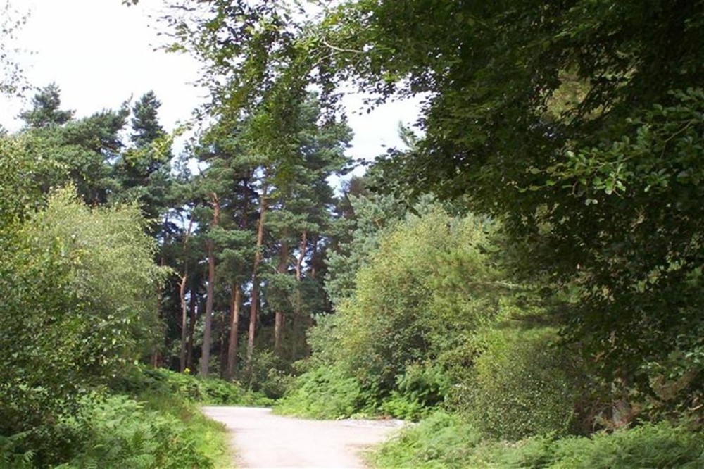 Delamere Forest