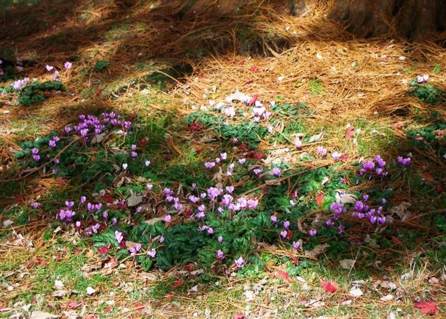 Wakehurst Place, West Sussex