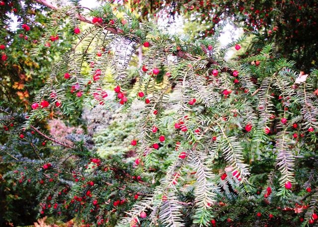 Wakehurst Place, West Sussex