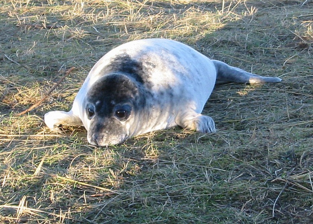 Donna Nook, Lincolnshire. December 2004, seal pup