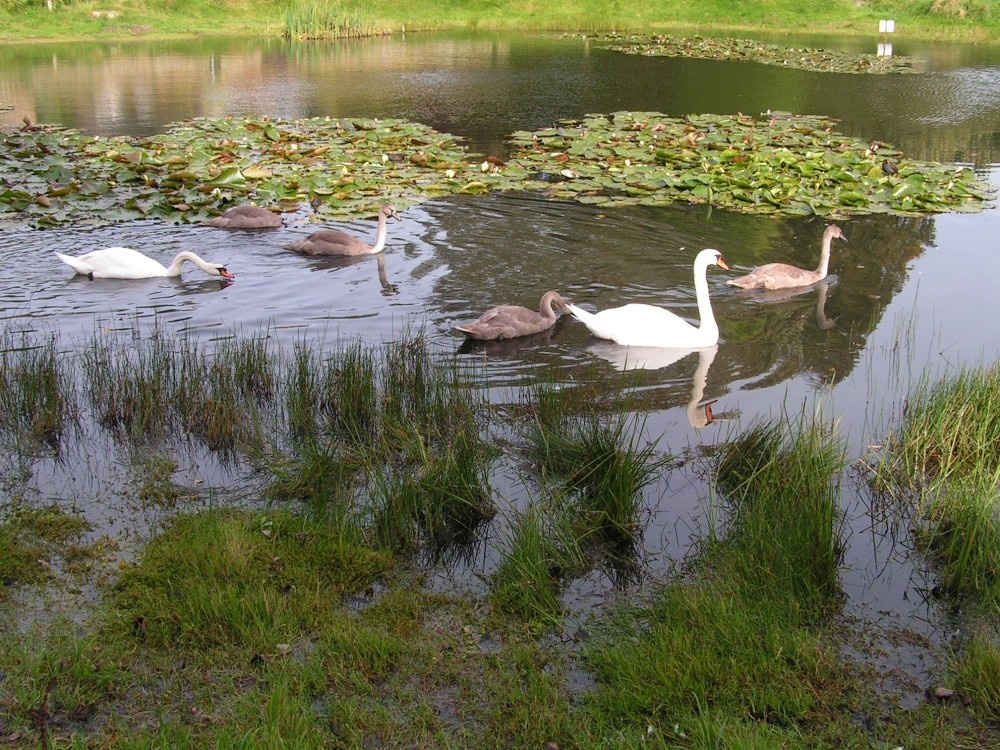 Great Limber, Lincolnshire, swans on the lake