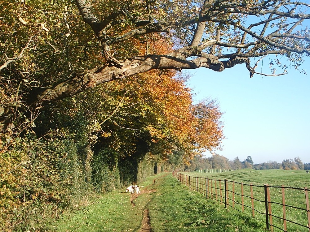Walking through Bowood, Chippenham, Wiltshire