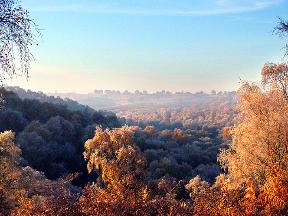 Frosty morning, Sherbrook Valley, Cannock Chase