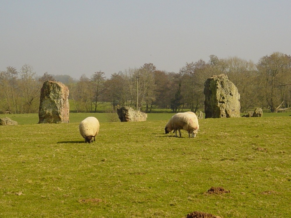 Photograph of Stanton Drew rocks and sheep