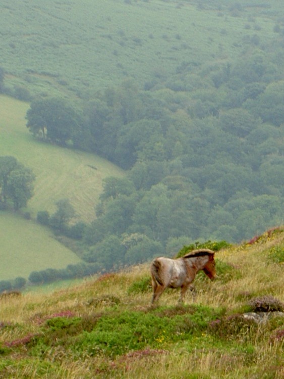 A foal - one of the mainly wild Dartmoor ponies - pictured near Widecombe-in-the-moor, Devon