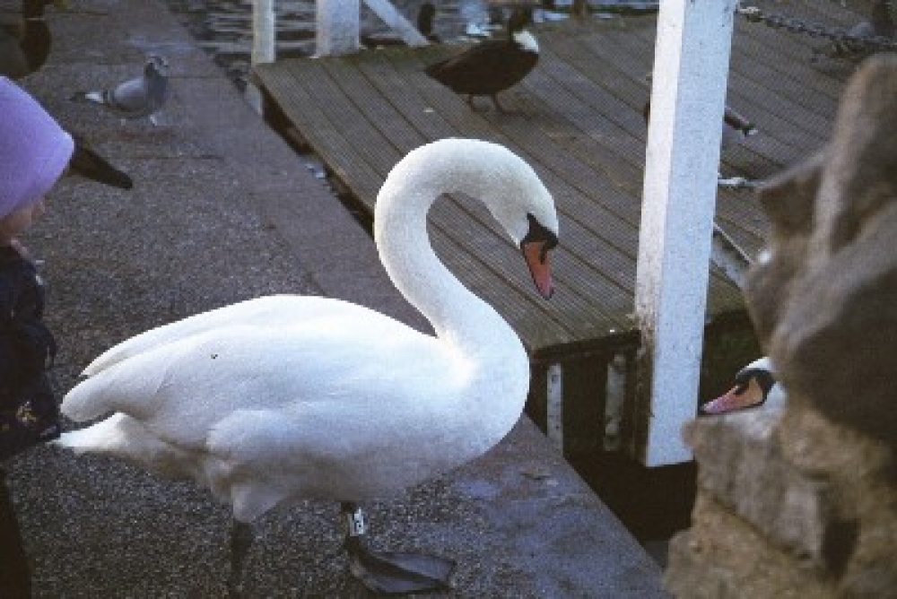 Picture of a very eager swan in Windsor.