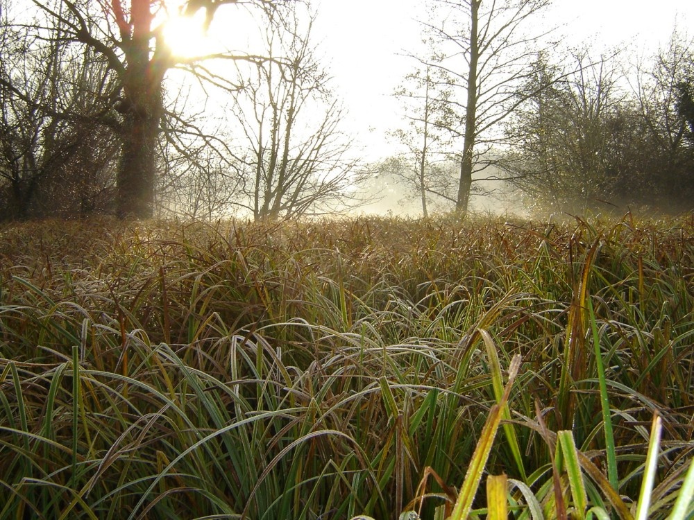 Morden Hall Park (10 Dec 2005) photo by Chris Jupp