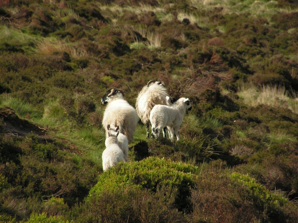 Moorland sheep with lambs on the the Roaches, Staffordshire